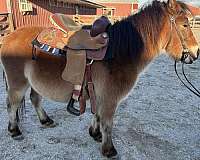 pony-gelding