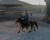 shetland-cross-pony