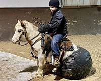 pinto-brown-white-pony