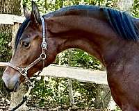 champions-half-arabian-horse