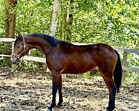 charlotte-half-arabian-horse