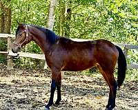 comes-half-arabian-horse