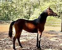 fonzie-half-arabian-horse