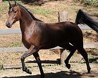 charlotte-half-arabian-horse