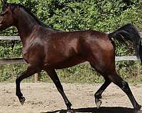 champions-half-arabian-horse