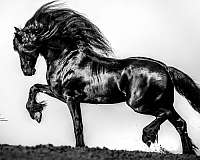 fonzie-half-arabian-horse