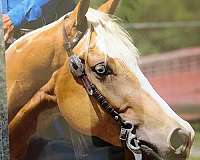 ranch-trail-paint-palomino-horse