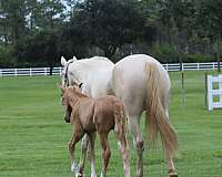 palomino-andalusian-mare-foal