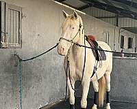 palomino-ancce-ialha-horse