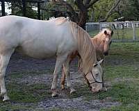 big-beautiful-andalusian-horse