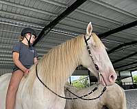 during-andalusian-horse