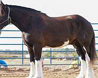 chocolate-four-white-feathers-horse