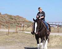 draft-clydesdale-horse