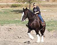 clydesdale-horse