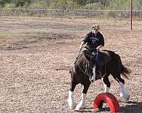 pleasure-clydesdale-horse