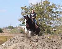 athletic-clydesdale-horse