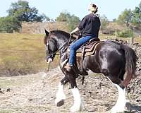 driving-clydesdale-horse