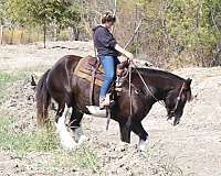 english-pleasure-clydesdale-horse