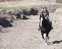 flashy-clydesdale-horse