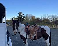 quarter-horse-for-sale