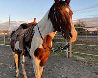 quarter-horse-gelding