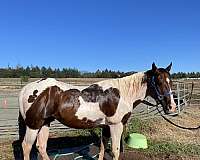 trail-quarter-horse