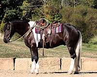 athletic-friesian-horse