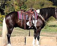 cross-friesian-horse