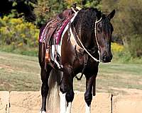 draft-friesian-horse