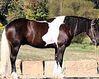 dressage-friesian-horse