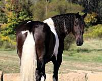 driving-friesian-horse