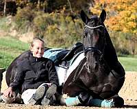 harness-friesian-horse