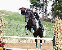 flashy-friesian-horse