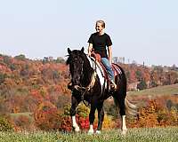 jumping-friesian-horse