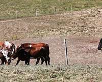 husband-safe-friesian-horse