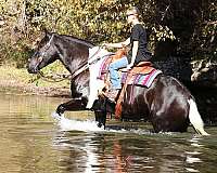 kid-safe-friesian-horse