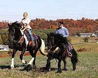 parade-friesian-horse