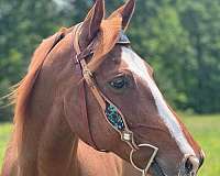 quarter-horse-gelding