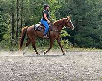 crossrail-horse