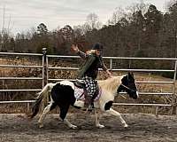 barefoot-gypsy-vanner-pony