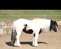 gypsy-vanner-gelding