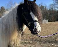 around-gypsy-vanner-pony