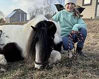 barn-gypsy-vanner-pony