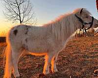 miniature-gelding