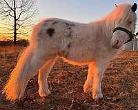 appaloosa-colt-miniature-pony