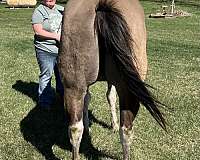 grulla-tobiano-horse