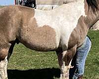 tobiano-horse