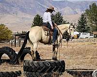 husband-safe-quarter-horse