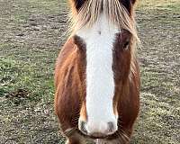 chestnut-flaxen-with-blaze-3-socks-horse