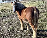 gypsy-cob-colt